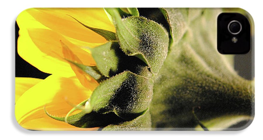 Sunflower Back - Phone Case