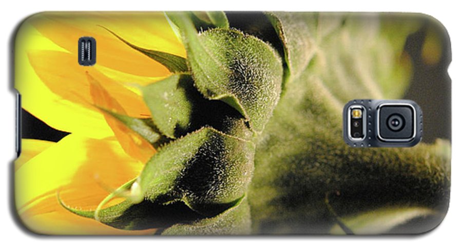 Sunflower Back - Phone Case