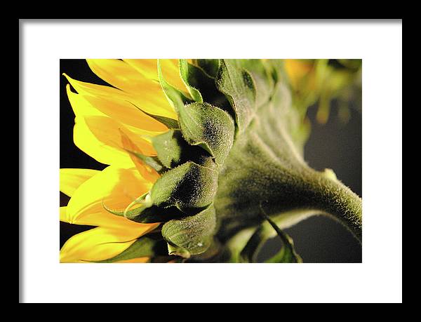 Sunflower Back - Framed Print