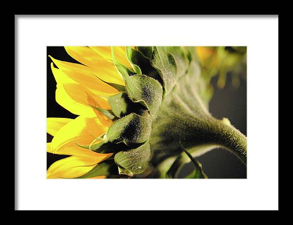 Sunflower Back - Framed Print