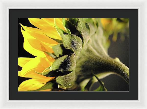 Sunflower Back - Framed Print