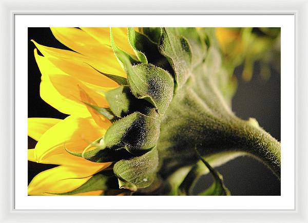 Sunflower Back - Framed Print