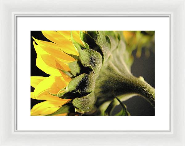 Sunflower Back - Framed Print