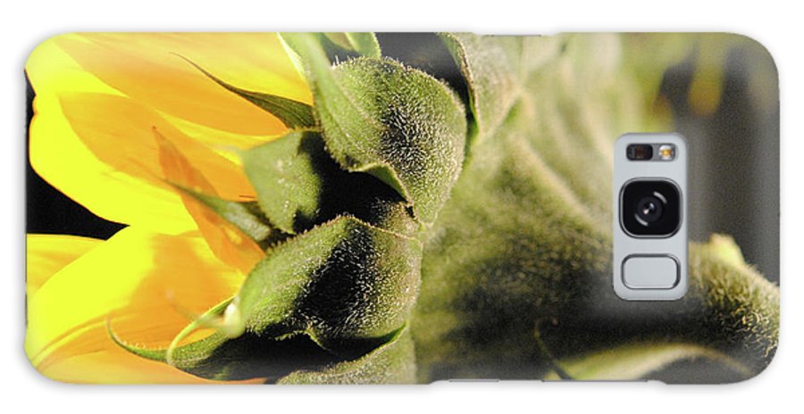 Sunflower Back - Phone Case