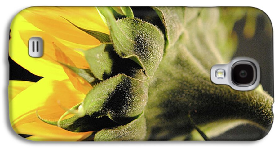 Sunflower Back - Phone Case