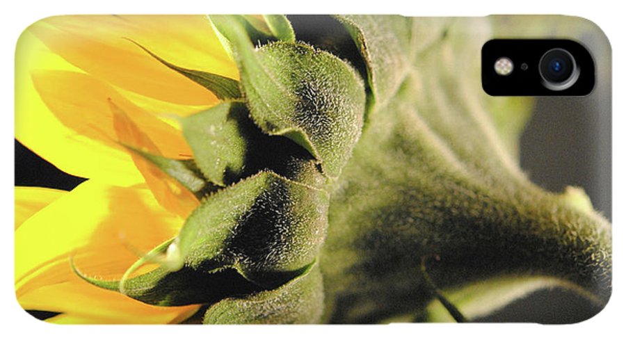 Sunflower Back - Phone Case
