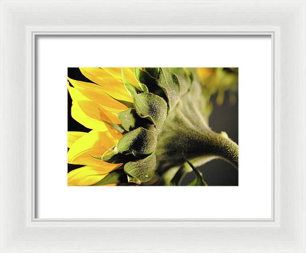 Sunflower Back - Framed Print