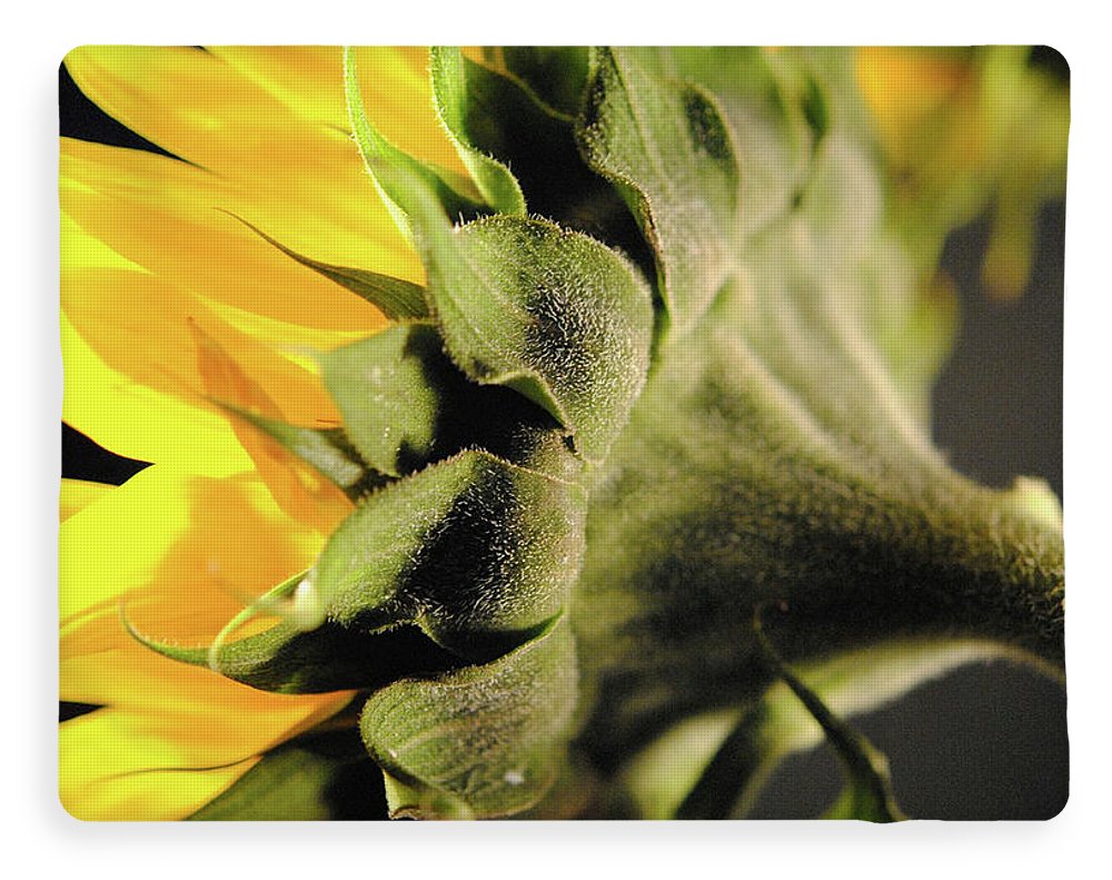 Sunflower Back - Blanket