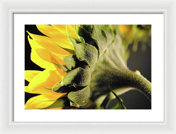 Sunflower Back - Framed Print