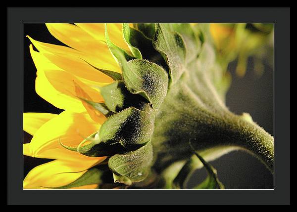 Sunflower Back - Framed Print