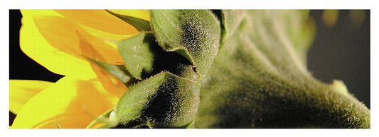 Sunflower Back - Yoga Mat