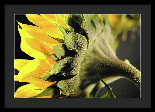 Sunflower Back - Framed Print