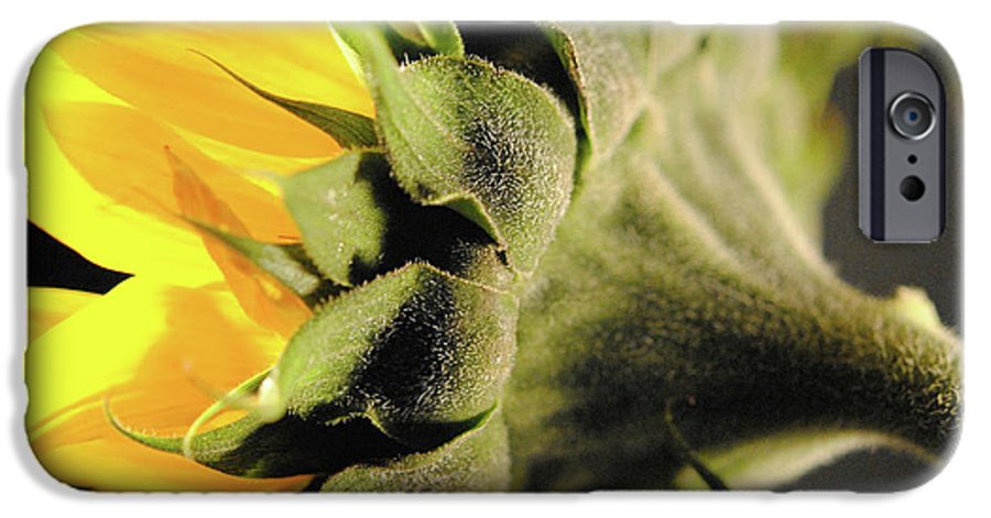 Sunflower Back - Phone Case