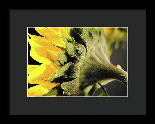 Sunflower Back - Framed Print