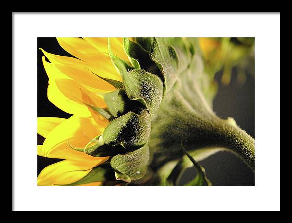 Sunflower Back - Framed Print