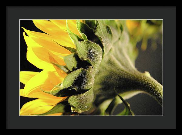 Sunflower Back - Framed Print