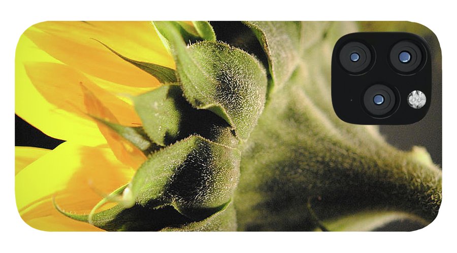 Sunflower Back - Phone Case