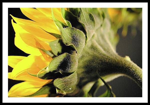 Sunflower Back - Framed Print