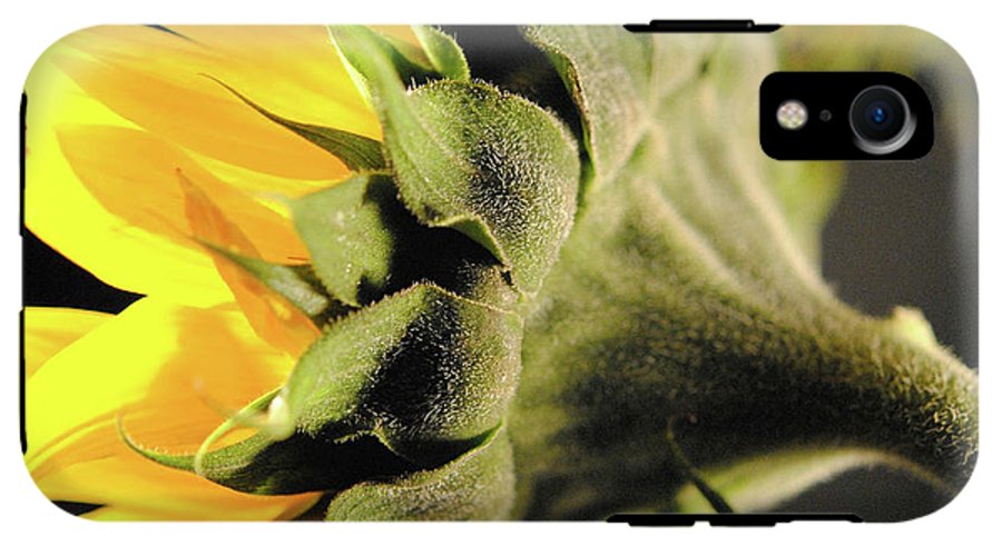 Sunflower Back - Phone Case