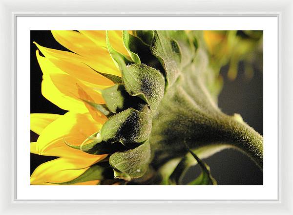 Sunflower Back - Framed Print
