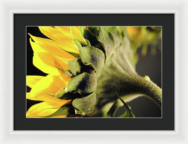 Sunflower Back - Framed Print