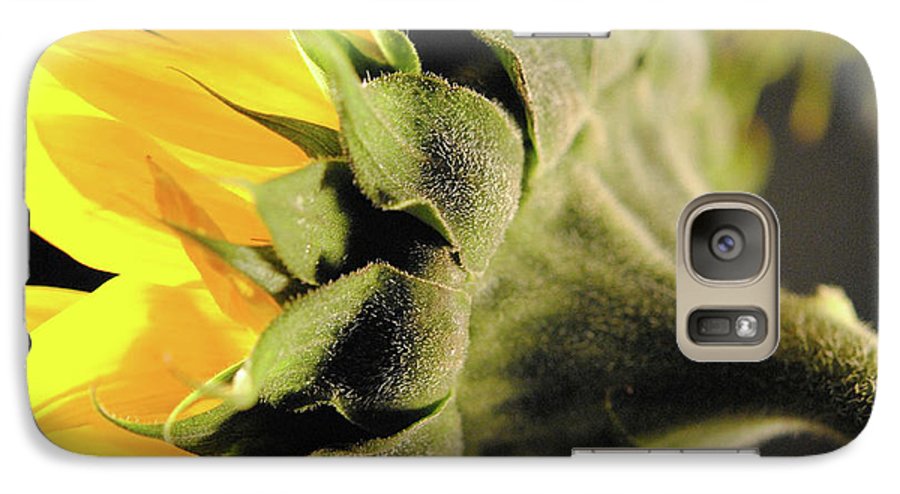 Sunflower Back - Phone Case
