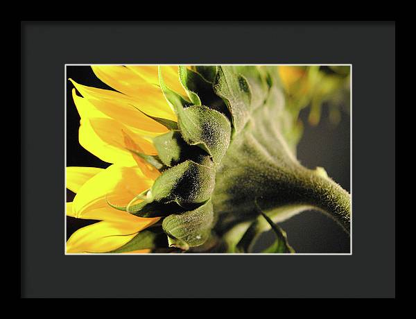 Sunflower Back - Framed Print
