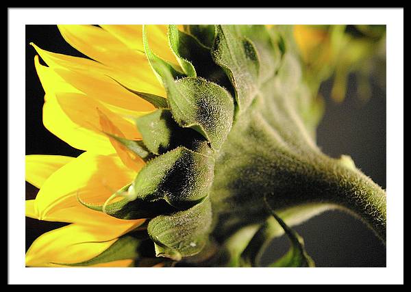 Sunflower Back - Framed Print