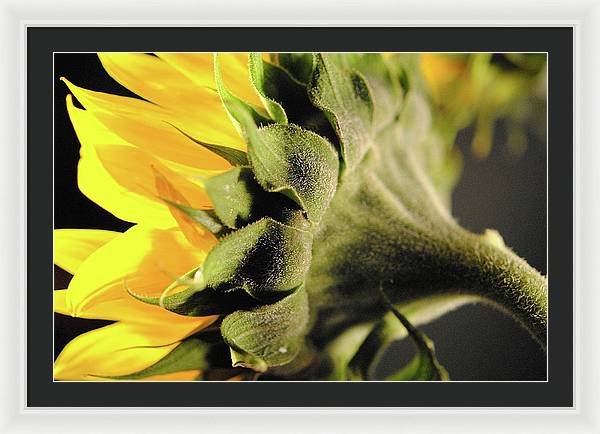 Sunflower Back - Framed Print