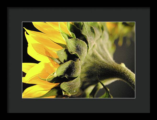 Sunflower Back - Framed Print