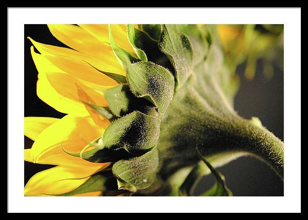 Sunflower Back - Framed Print