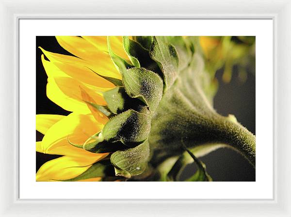 Sunflower Back - Framed Print