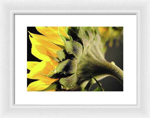 Sunflower Back - Framed Print