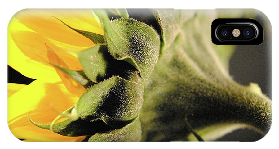 Sunflower Back - Phone Case