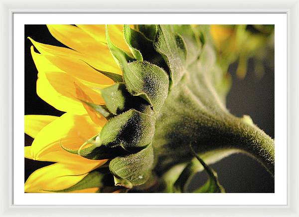 Sunflower Back - Framed Print