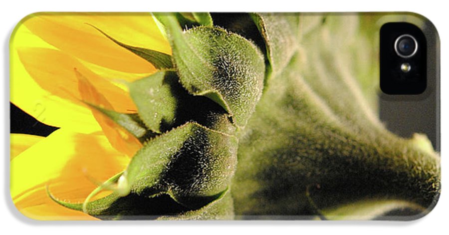 Sunflower Back - Phone Case