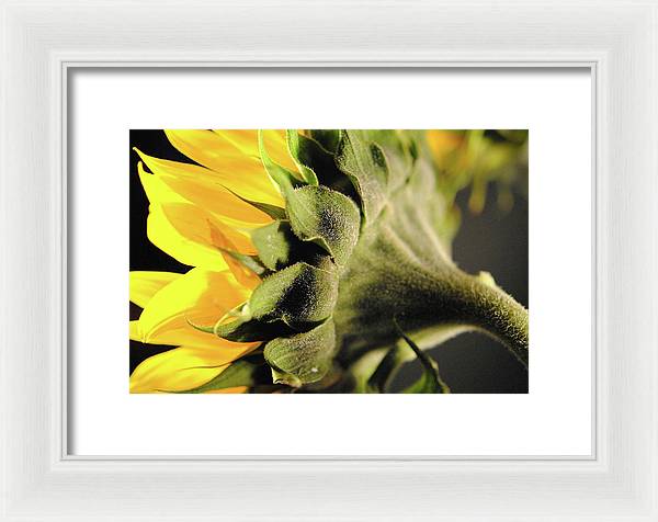 Sunflower Back - Framed Print