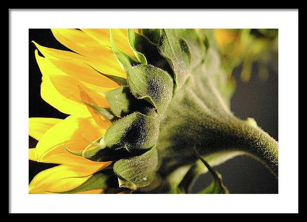 Sunflower Back - Framed Print