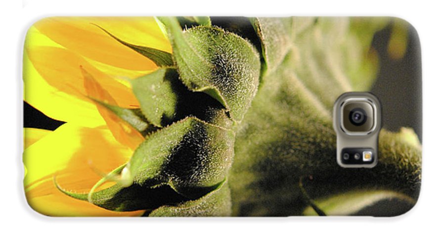 Sunflower Back - Phone Case