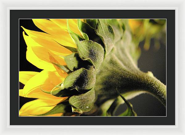 Sunflower Back - Framed Print