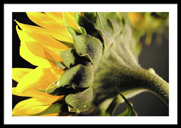 Sunflower Back - Framed Print