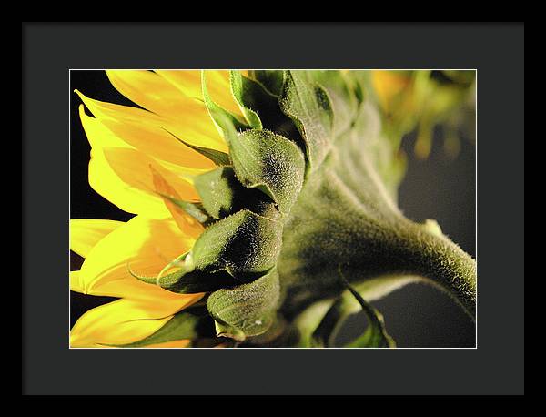 Sunflower Back - Framed Print
