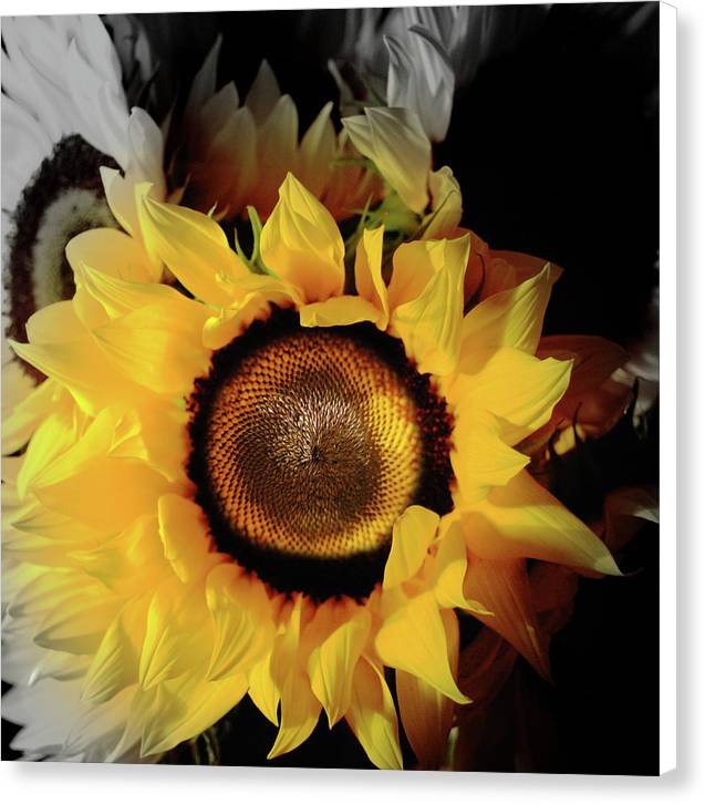 Sunflower Fades - Canvas Print
