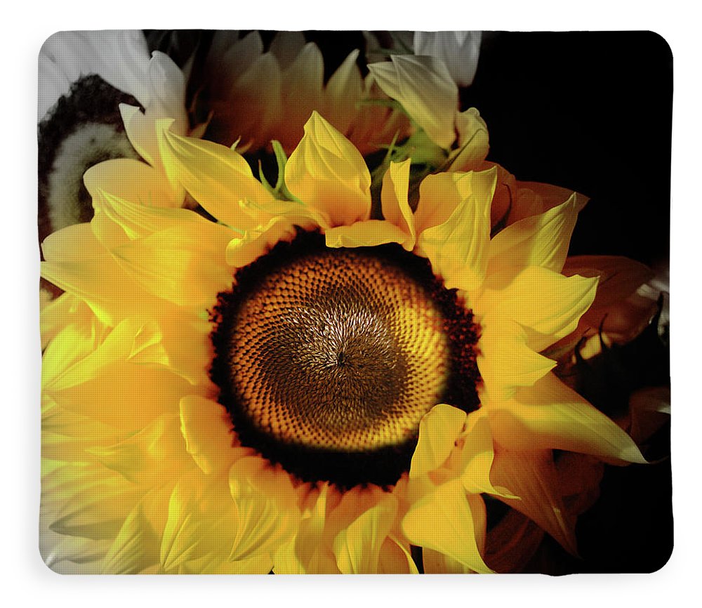 Sunflower Fades - Blanket