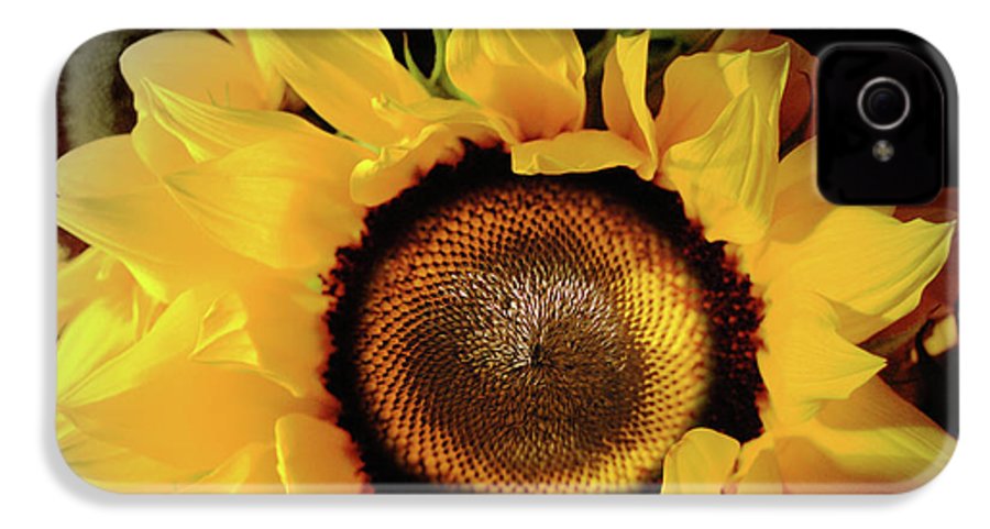 Sunflower Fades - Phone Case