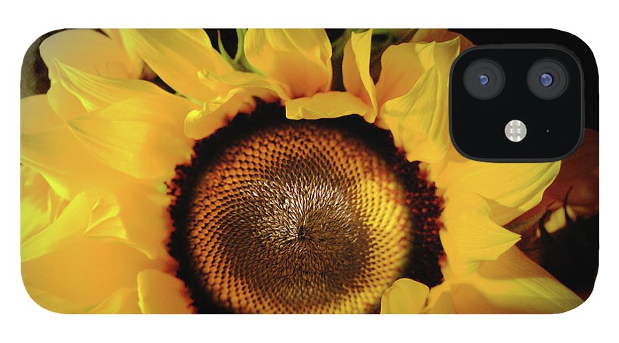 Sunflower Fades - Phone Case