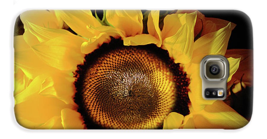 Sunflower Fades - Phone Case