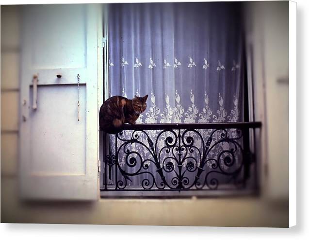 Vintage Travel Cat on a French Balcony 1967 - Canvas Print