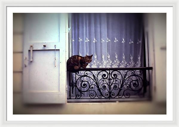 Vintage Travel Cat on a French Balcony 1967 - Framed Print