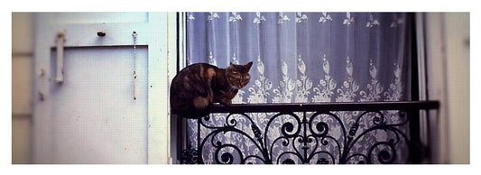 Vintage Travel Cat on a French Balcony 1967 - Yoga Mat